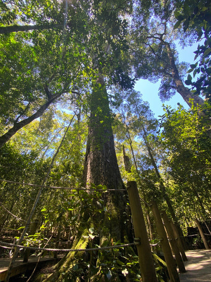  The Big Tree Tsitsikamma