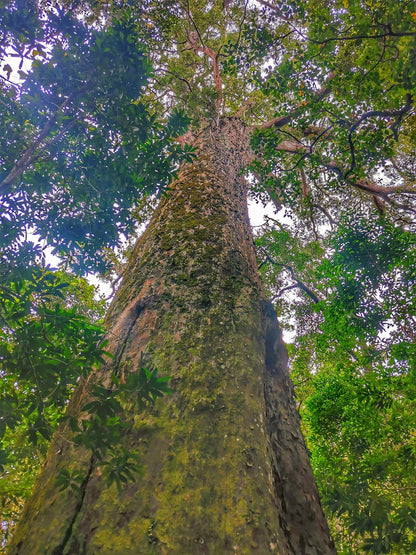  The Big Tree Tsitsikamma