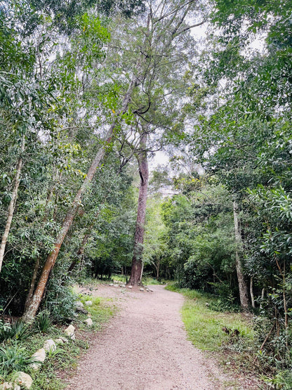  The Big Tree Tsitsikamma