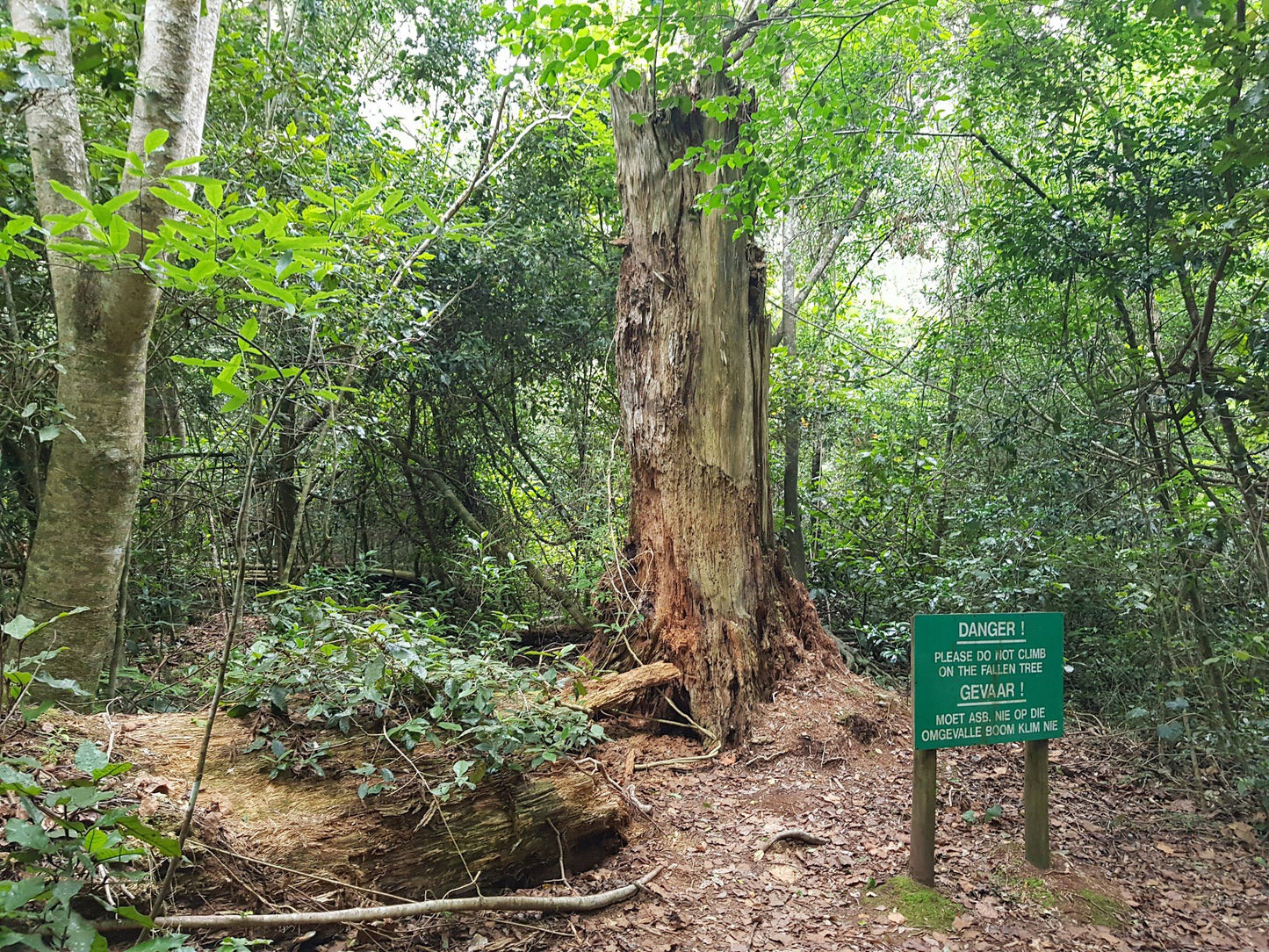  The Big Tree Tsitsikamma