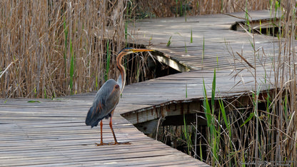 The Board Walk