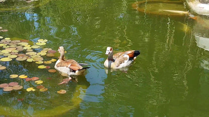  The Company's Garden Restaurant