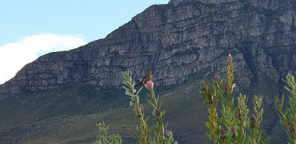 The Dome Helderberg Mountain