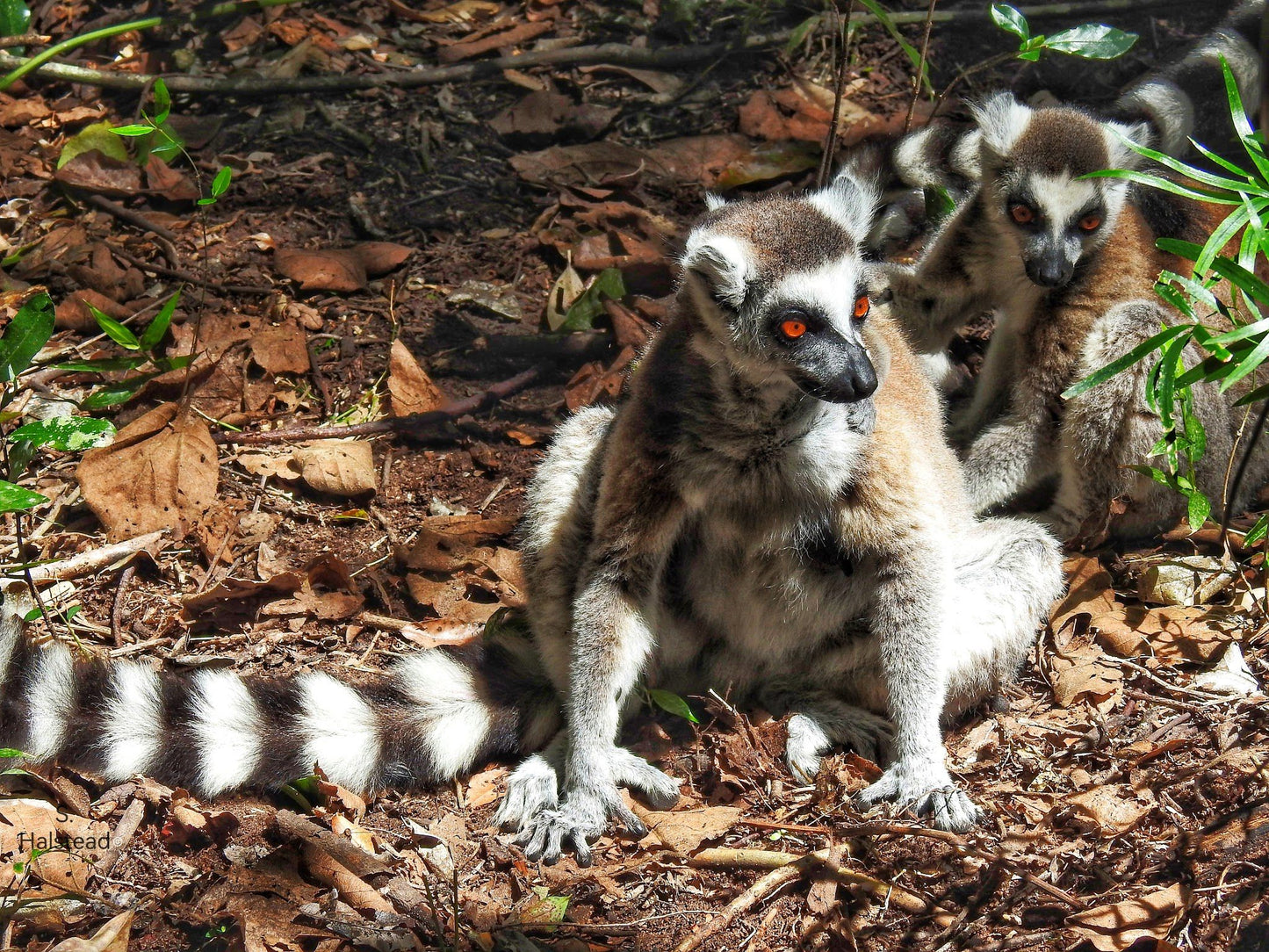  The Hidden Forest Wildlife Sanctuary