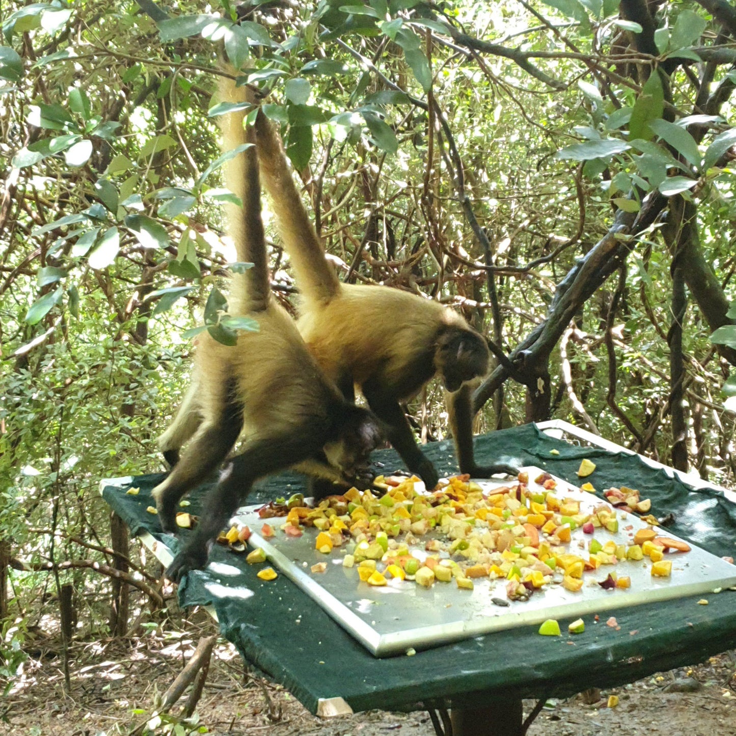  The Hidden Forest Wildlife Sanctuary