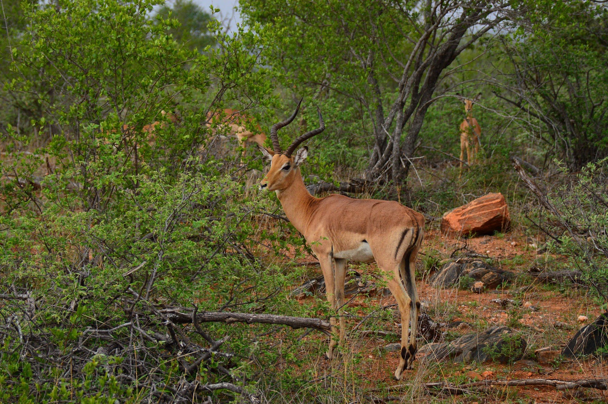  The Klaserie Private Nature Reserve