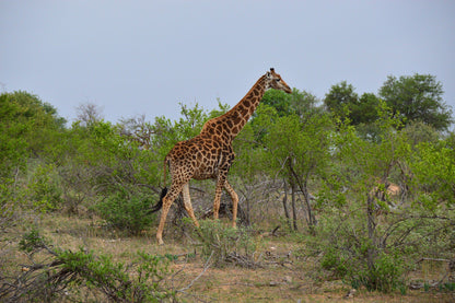  The Klaserie Private Nature Reserve