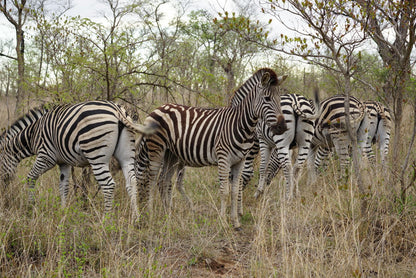  The Klaserie Private Nature Reserve