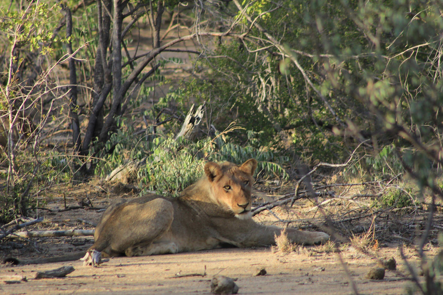  The Klaserie Private Nature Reserve