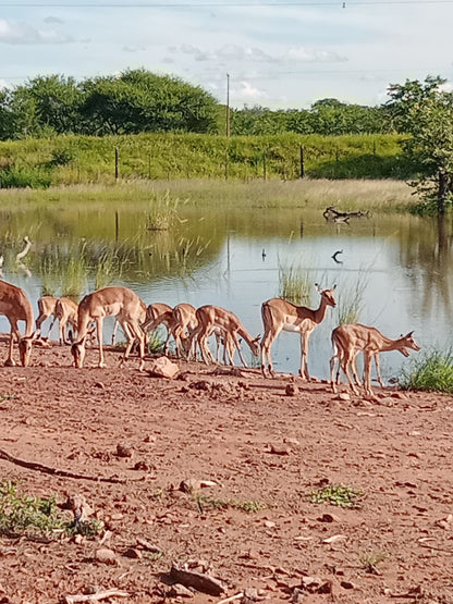  The Mapungubwe Interpretation Centre