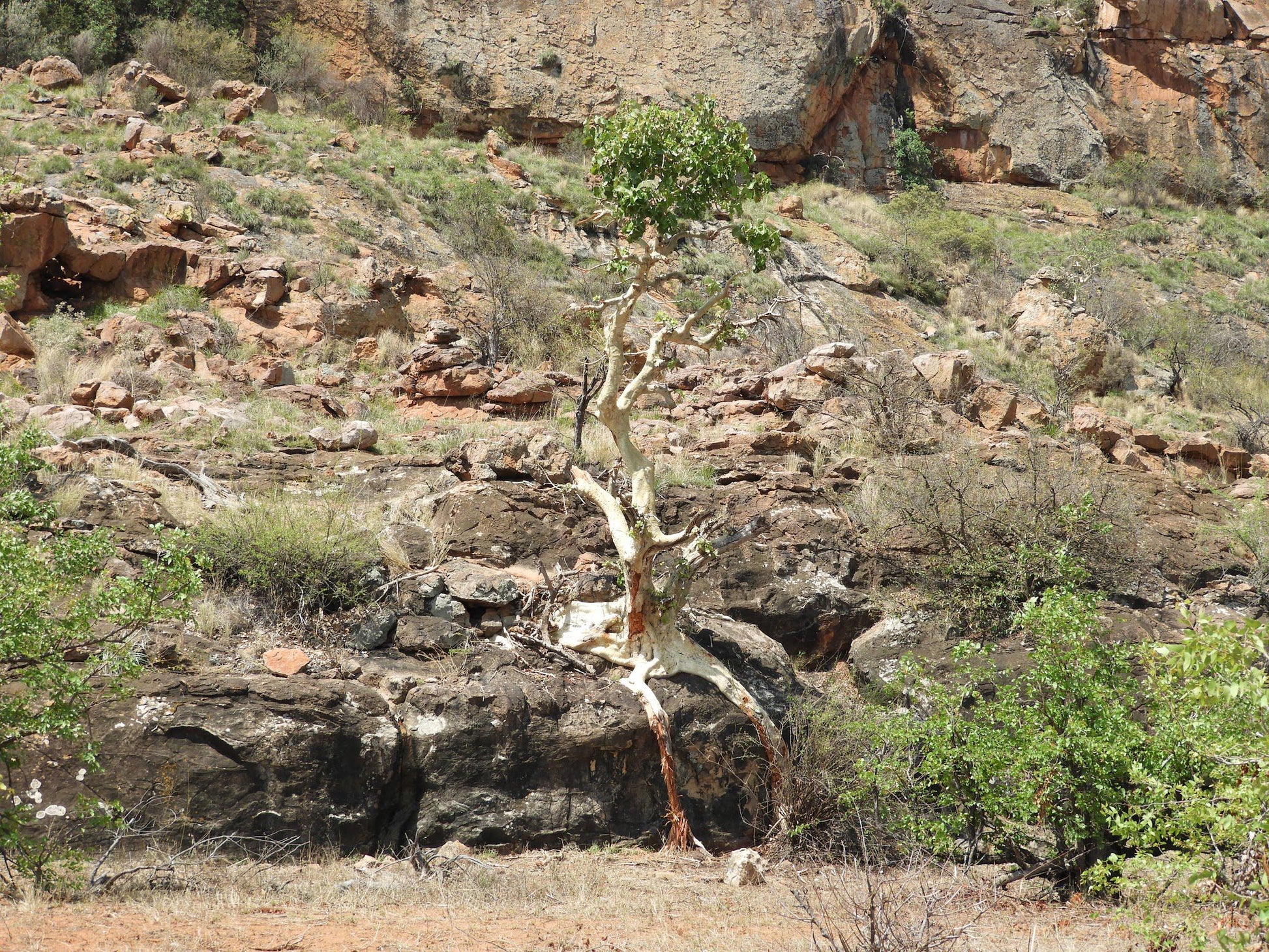  The Mapungubwe Interpretation Centre