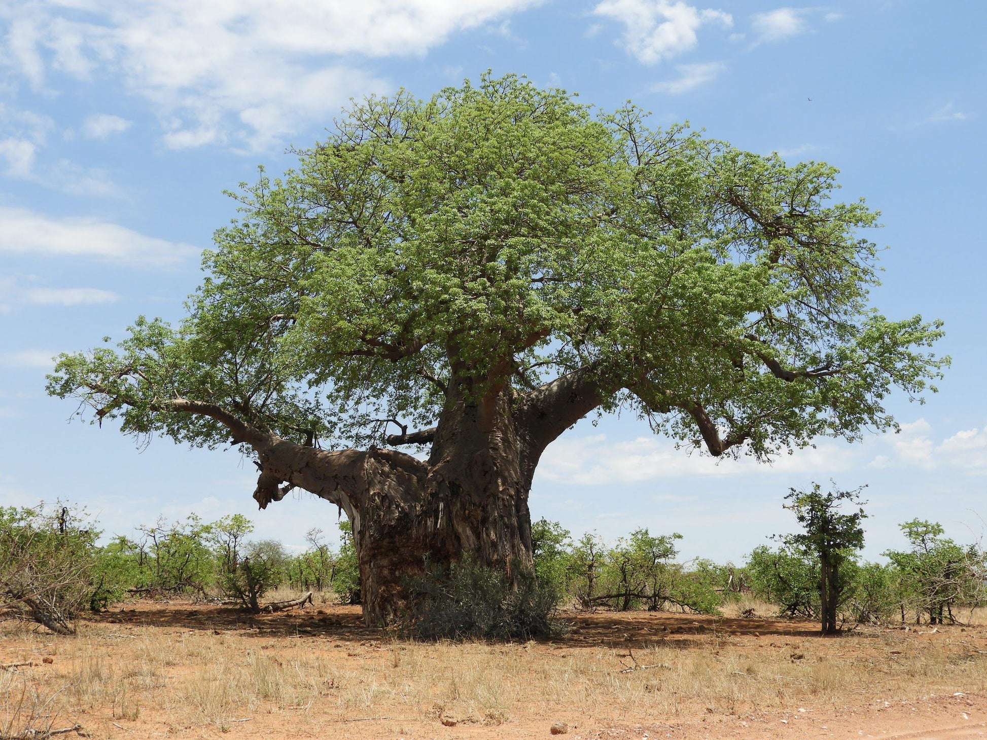  The Mapungubwe Interpretation Centre