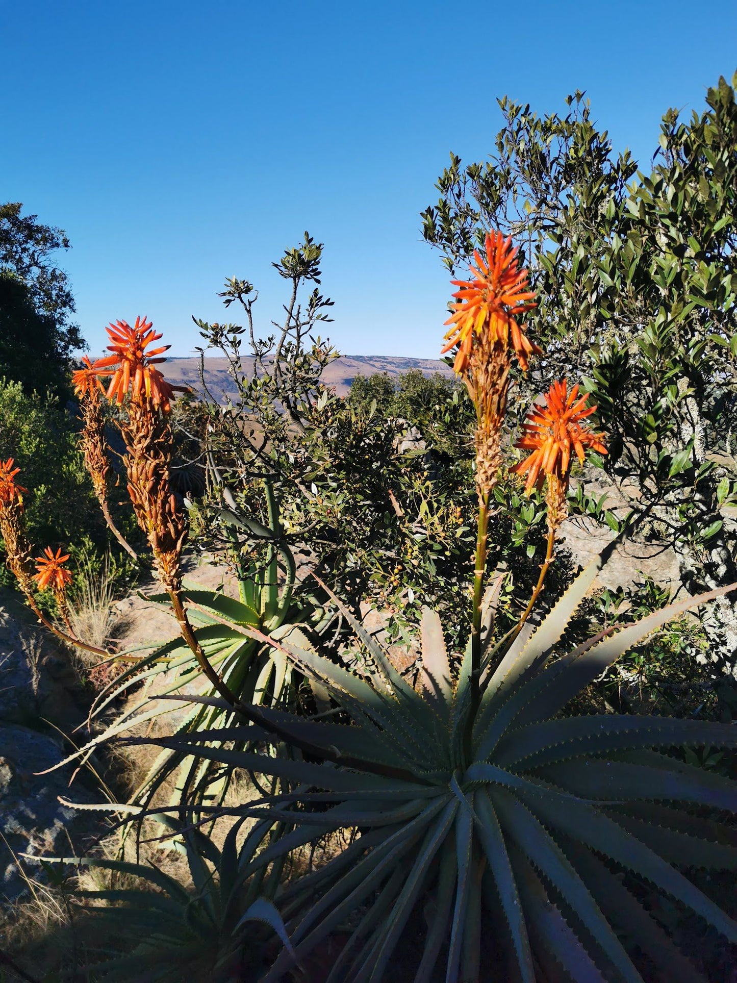  The Num-Num Trail (Now - High Five Hiking Trail)