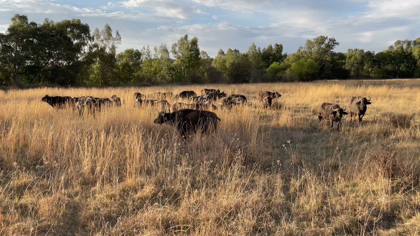  The Savannah Africa - Game Drives