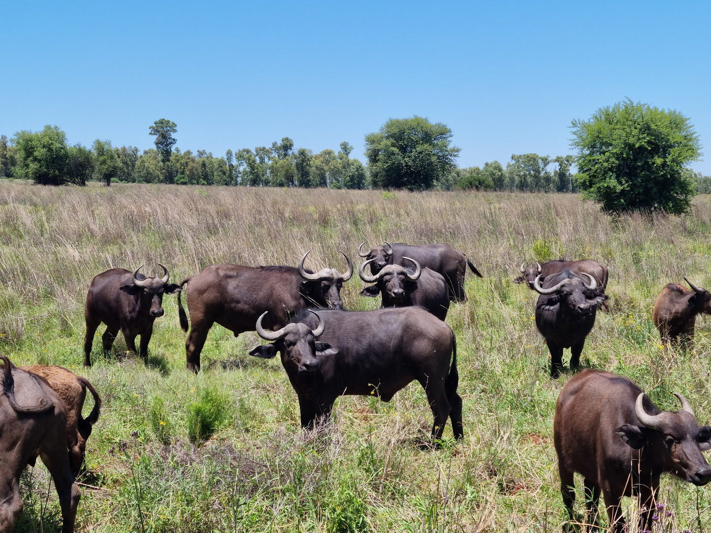  The Savannah Africa - Game Drives