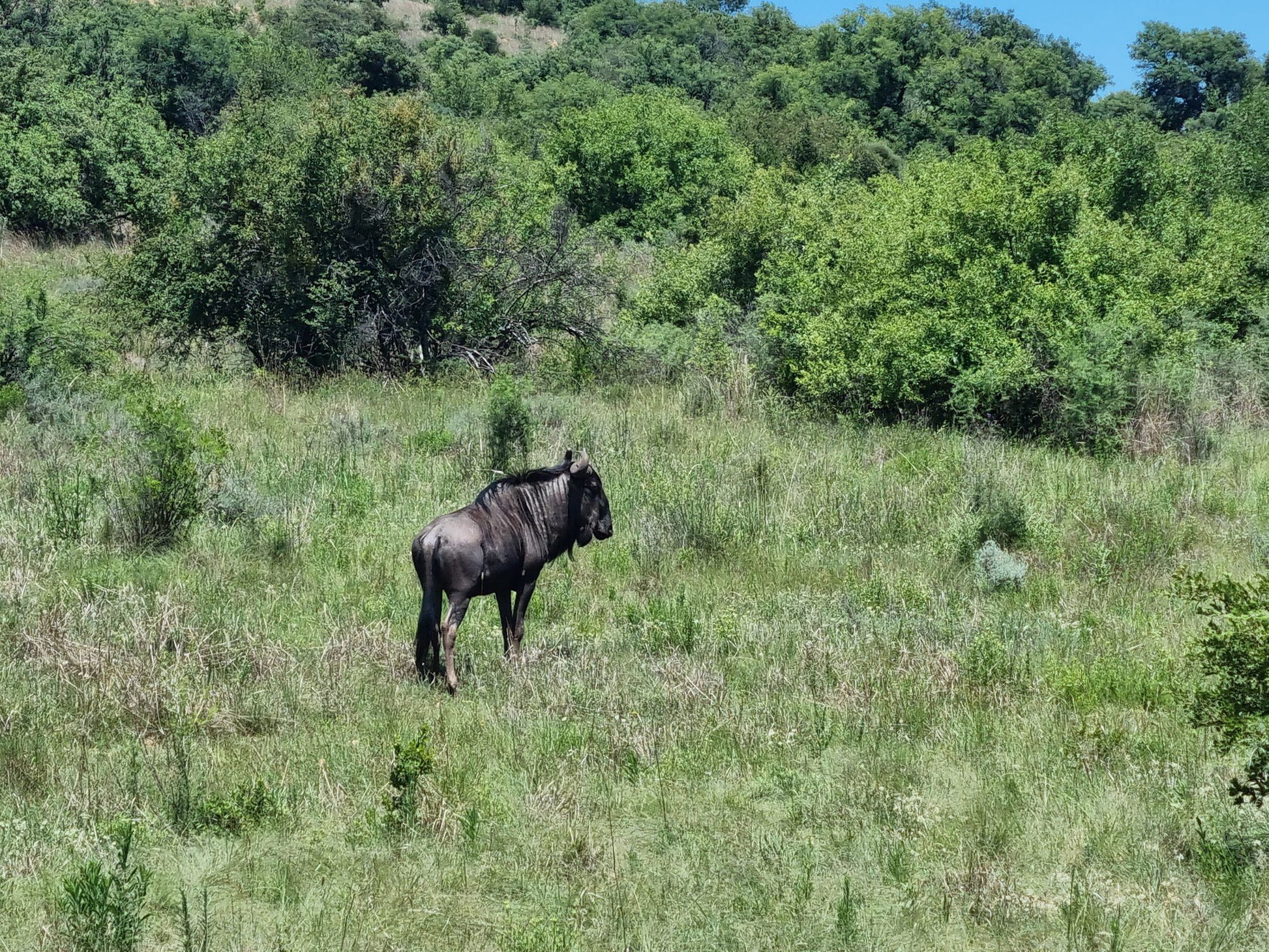  The Savannah Africa - Game Drives