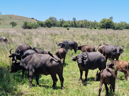  The Savannah Africa - Game Drives