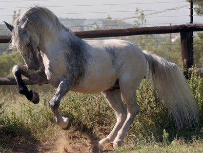  The South African Lipizzaners