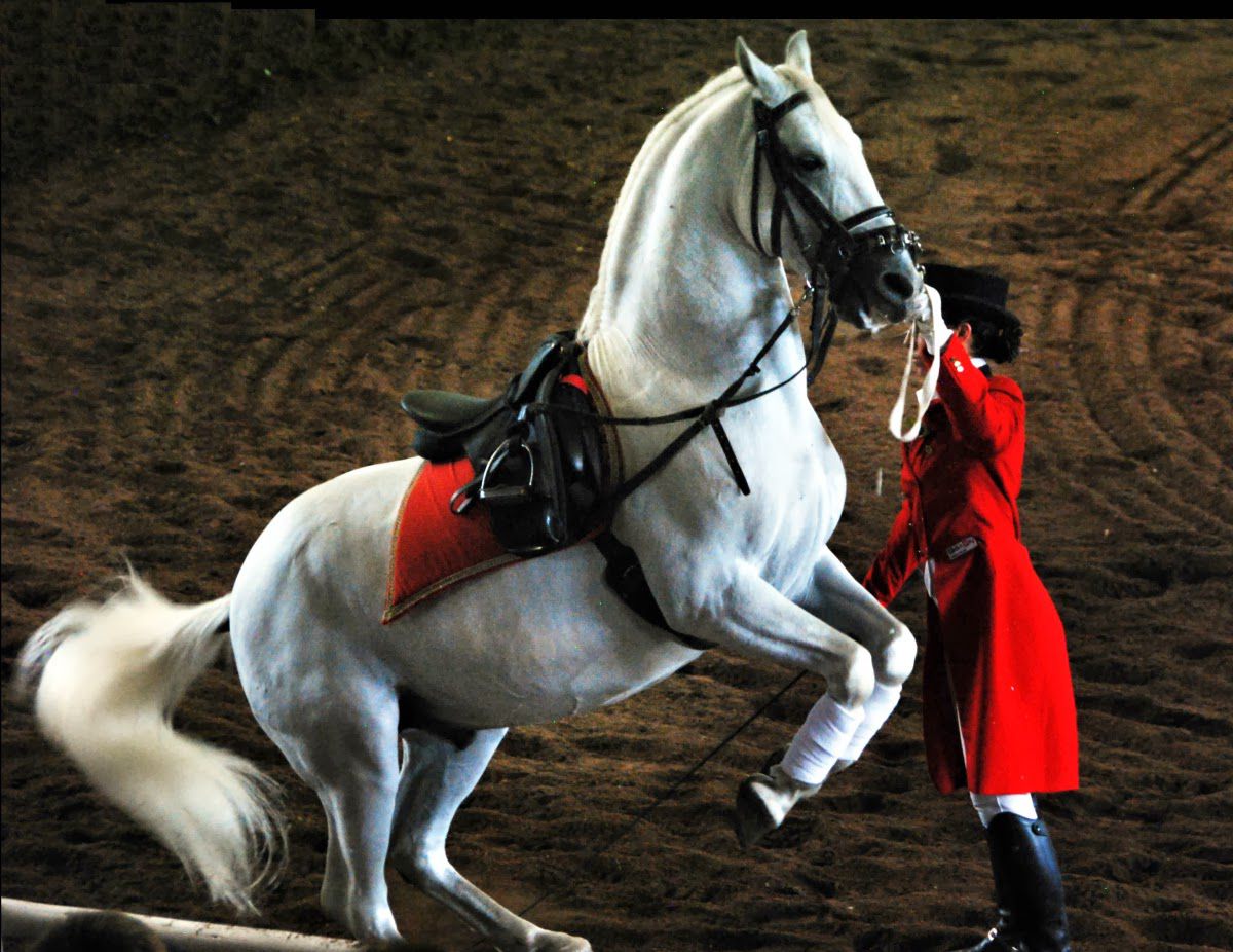  The South African Lipizzaners
