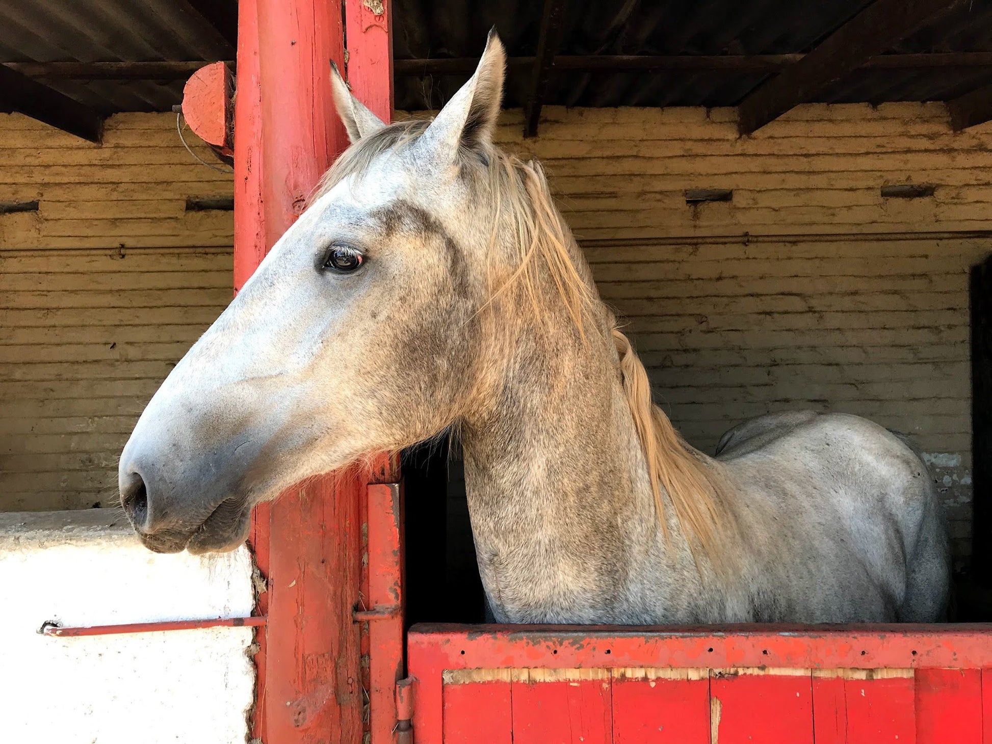  The South African Lipizzaners