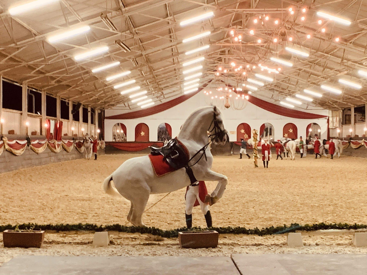  The South African Lipizzaners