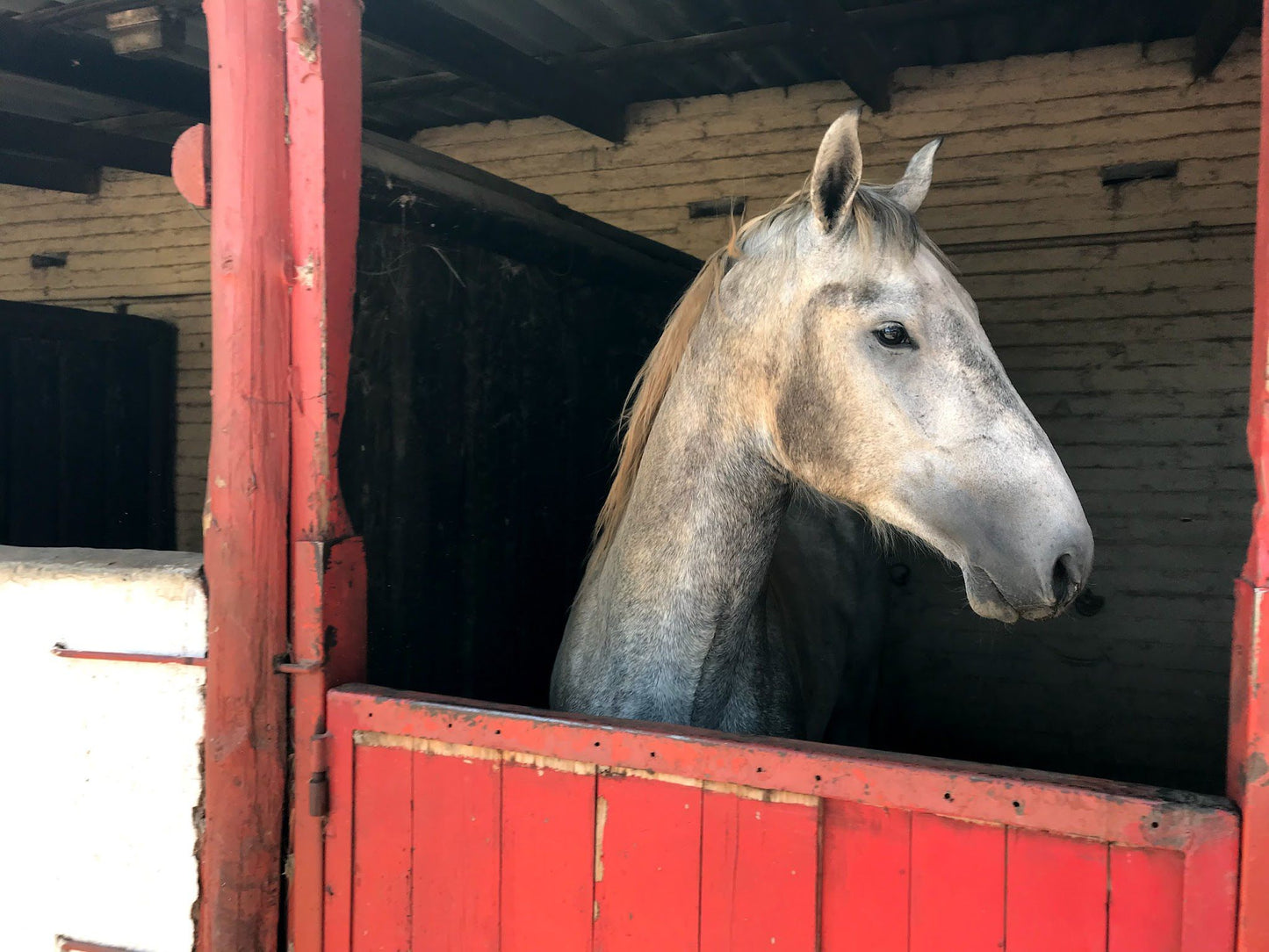  The South African Lipizzaners