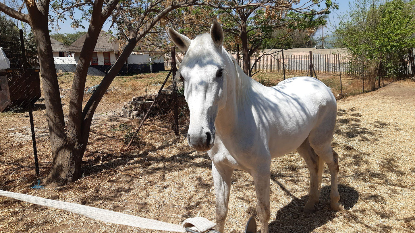  The South African Lipizzaners