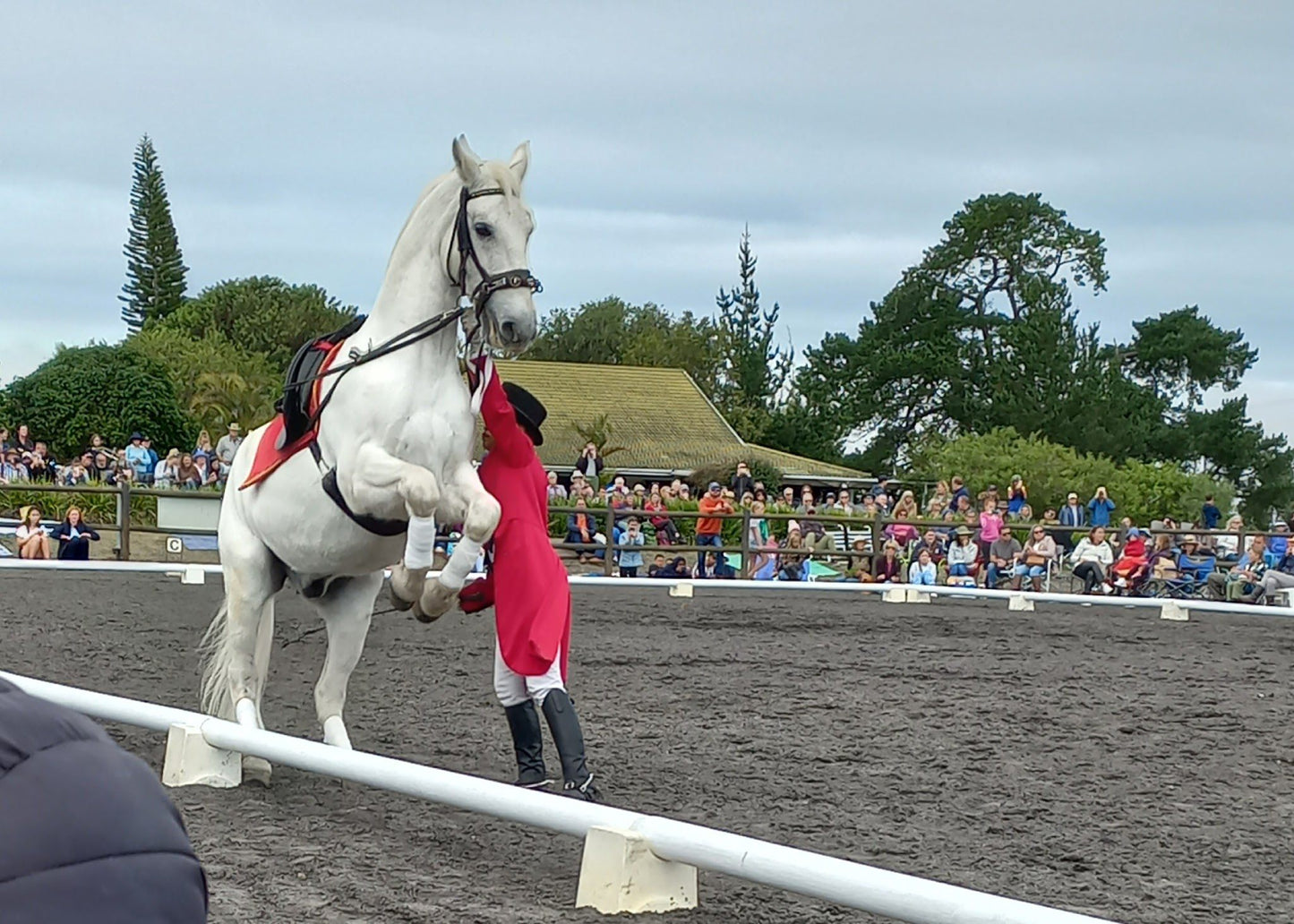  The South African Lipizzaners