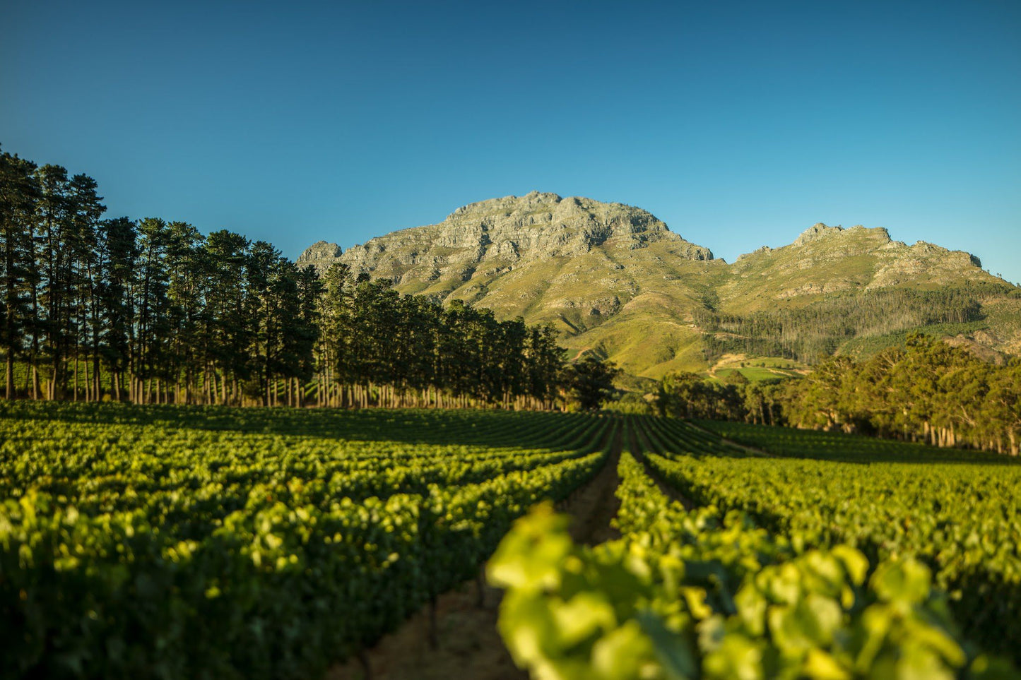  Thelema Mountain Vineyards