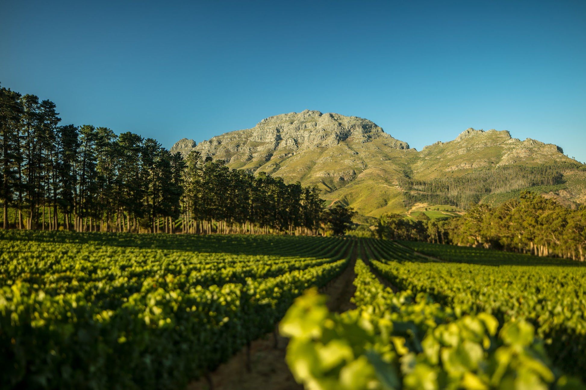  Thelema Mountain Vineyards