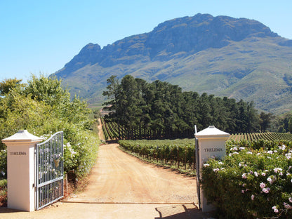  Thelema Mountain Vineyards