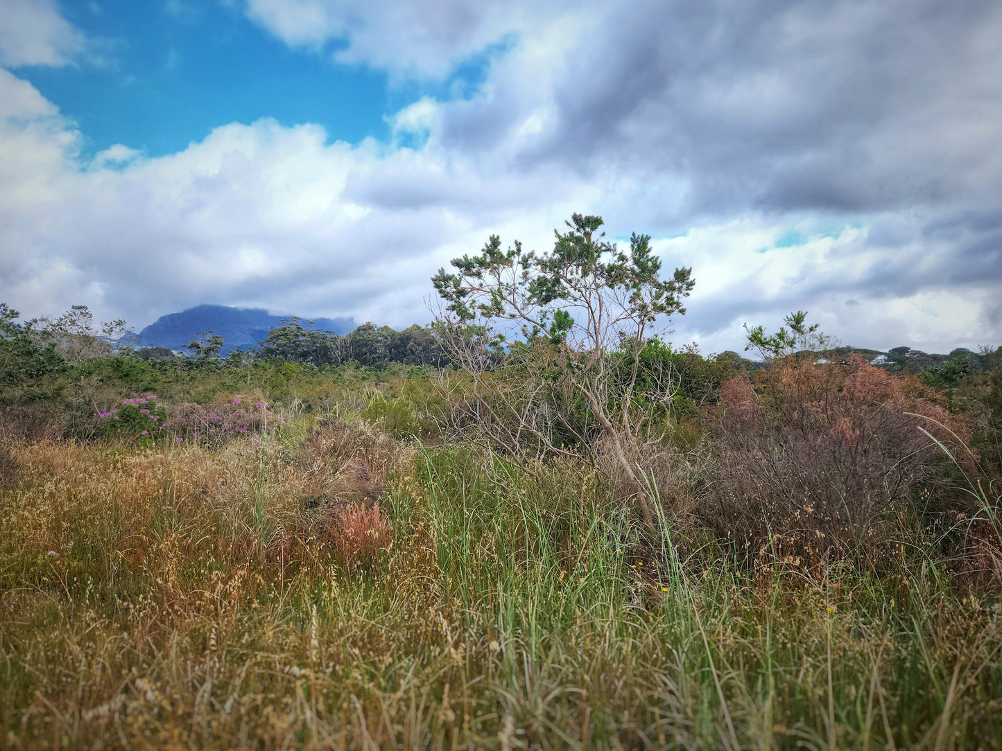  Tokai Park