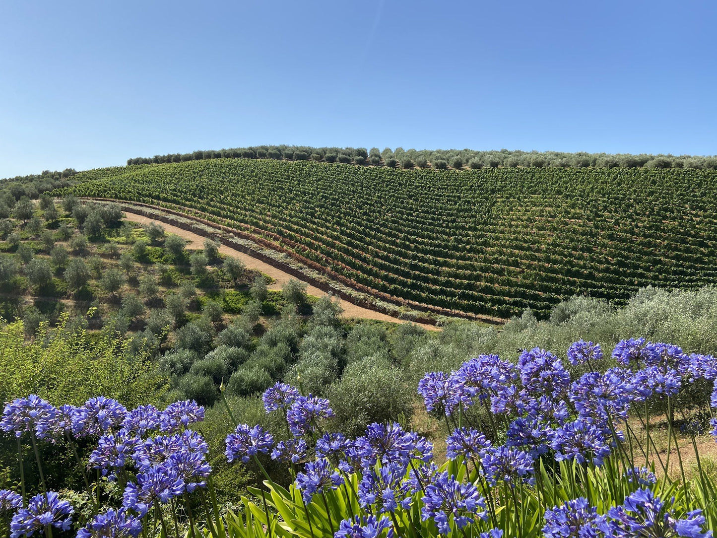  Tokara Wine Estate