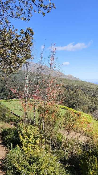  Tokara Wine Estate