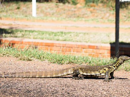 Tshikwalo Lodge Dinokeng Game Reserve Gauteng South Africa Reptile, Animal