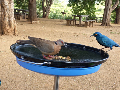  Tshokwane Trading Post & Picnic Site