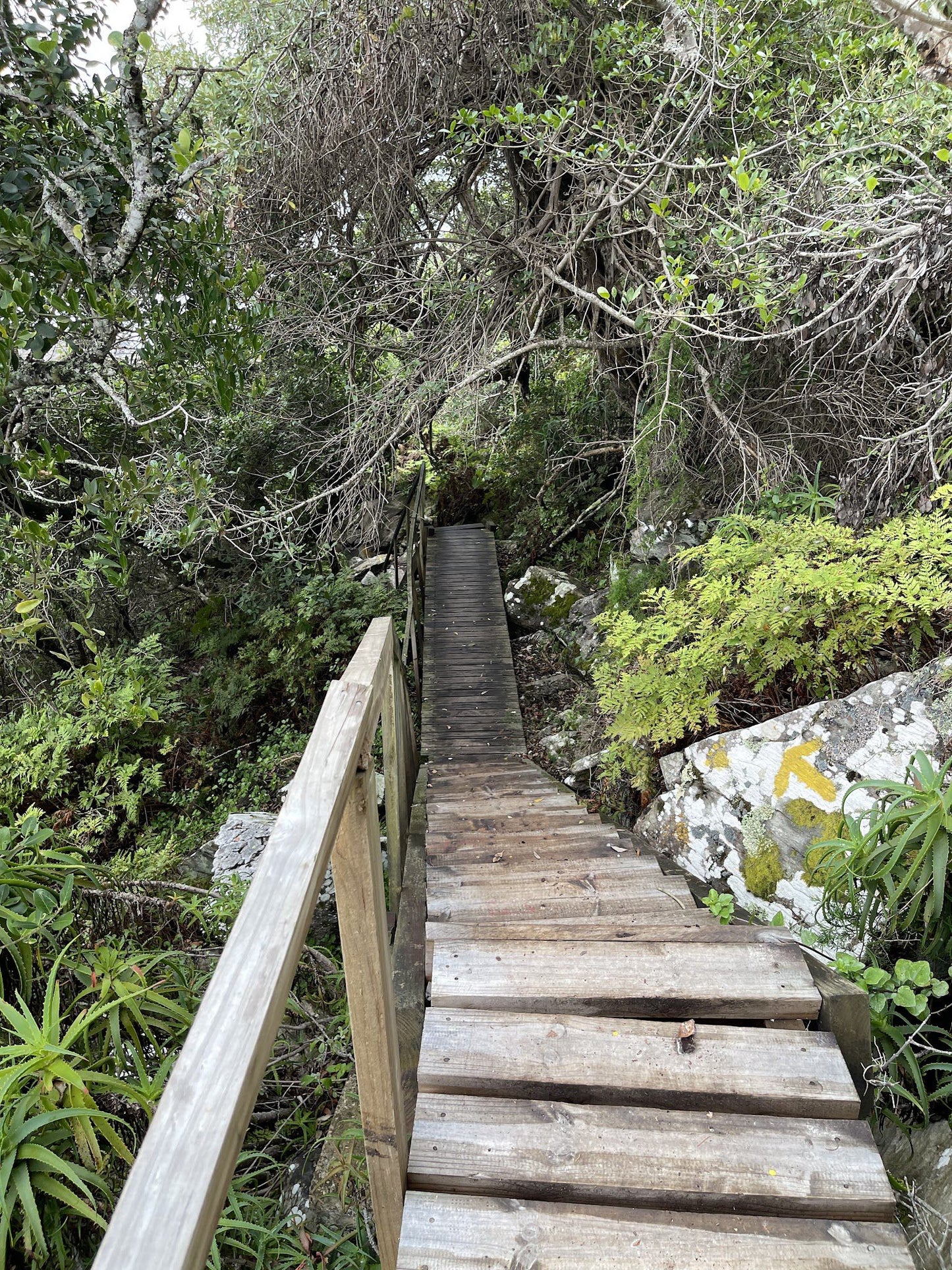 Tsitsikamma Mountain Trail