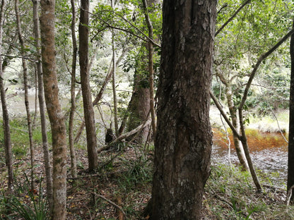 Tsitsikamma Mountain Trail