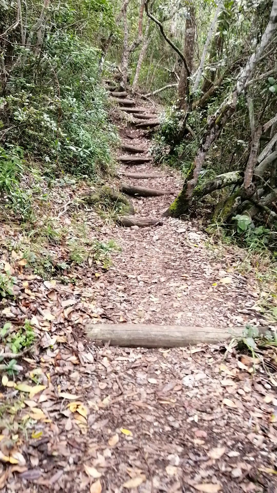 Tsitsikamma Mountain Trail