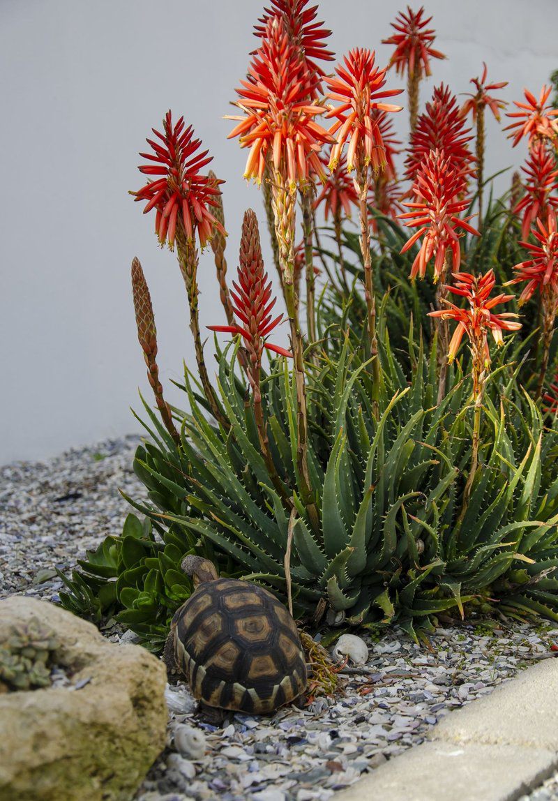 Tumble In Self Catering Cottage Dwarskersbos Western Cape South Africa Reptile, Animal, Turtle