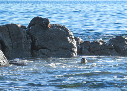 Two Harbours Walk