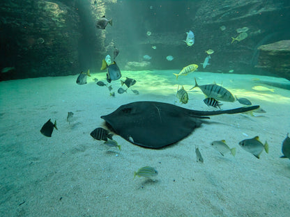  Two Oceans Aquarium