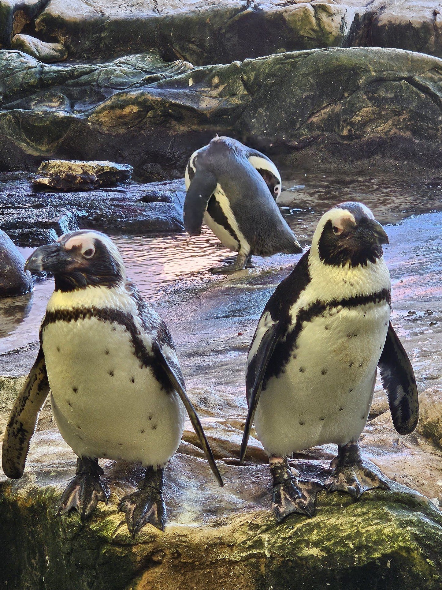  Two Oceans Aquarium