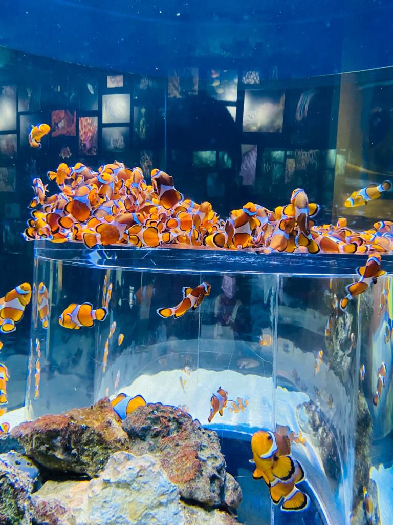  Two Oceans Aquarium