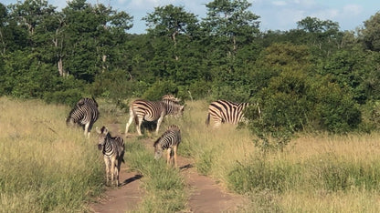  Umbabat Nature Reserve