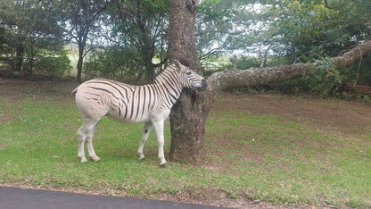  Umlalazi Ezemvelo KZN Wildlife park