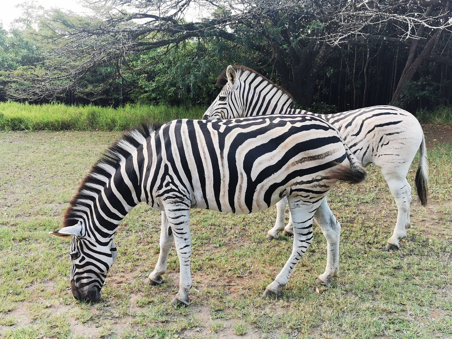  Umlalazi Ezemvelo KZN Wildlife park