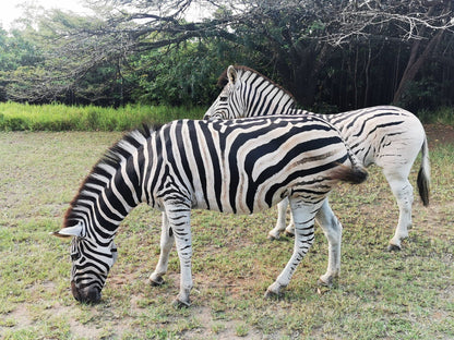  Umlalazi Ezemvelo KZN Wildlife park