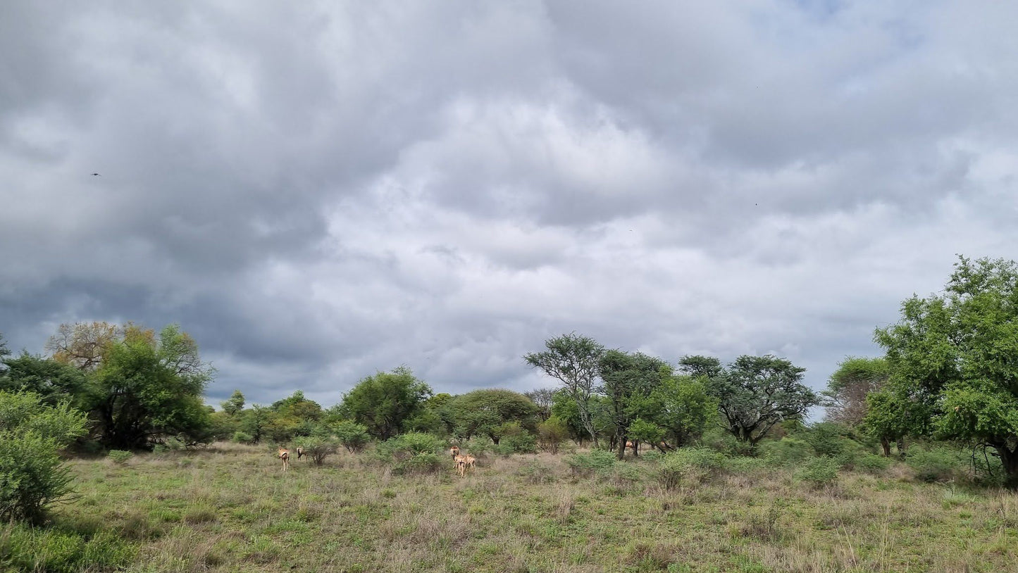  Vaalkop Dam Nature Reserve