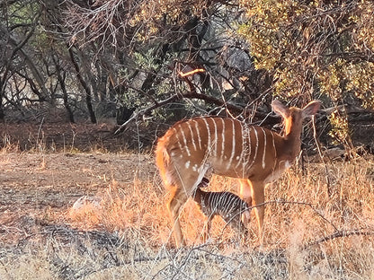  Vaalkop Dam Nature Reserve